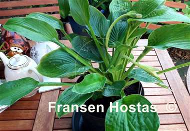 Hosta Green Pin Stripe Sister